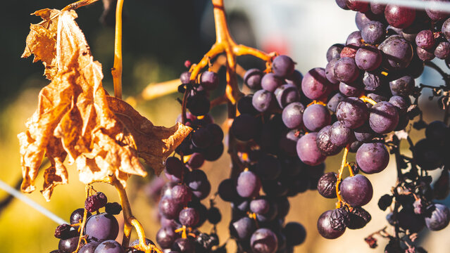 red grapes on a vine autumn old ripe overripe close up berry rich colour 