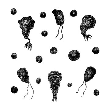 Hand-drawn vector set of Naegleria fowleri brain-eating amoeba microorganisms in various life cycle stages, featuring detailed stipple shading and scientific engraving style.