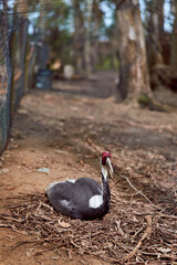 Fototapeta premium Swan bird black nest beak ground forest fence, adult black swan sitting on a leafy nest at forest edge near a wire fence, resting and guarding eggs in natural wildlife habitat.
