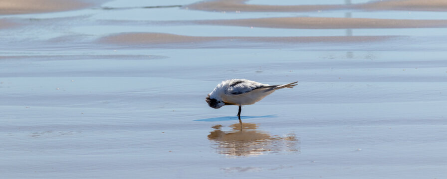 Tern bird at the seashore in Tramanda&iacute;, Rio Grande do Sul, Brazil