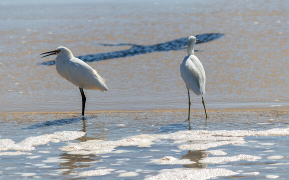 Photograph of herons in Barra de Tramanda&iacute; in Rio Grande do Sul, Brazil.	