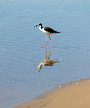 White-backed Stilt bird walking along the seashore in Tramanda&iacute;, Rio Grande do Sul, Brazil.	