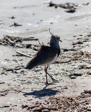 The beauty of Southern lapwings found in Barra de Tramanda&iacute; in Rio Grande do Sul, Brazil.	