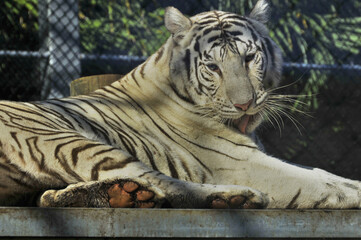 Naklejka premium The white tiger is a recessive mutant of the Bengal tiger, which was reported in the wild from time to time in Assam, Bengal, Bihar and especially from the former State of Rewa.