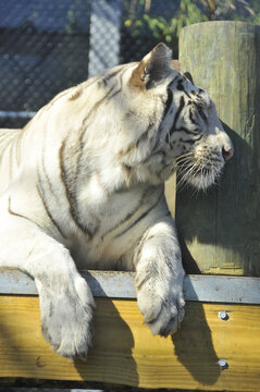 The white tiger is a recessive mutant of the Bengal tiger, which was reported in the wild from time to time in Assam, Bengal, Bihar and especially from the former State of Rewa.