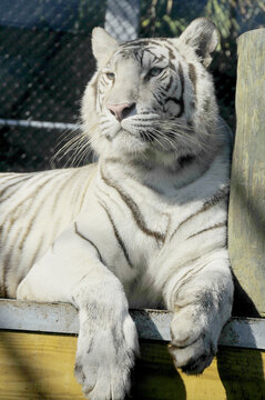 The white tiger is a recessive mutant of the Bengal tiger, which was reported in the wild from time to time in Assam, Bengal, Bihar and especially from the former State of Rewa.