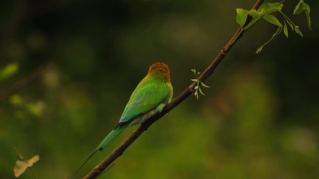 Wild green bee-eater bird perched on a branch in Sri Lanka