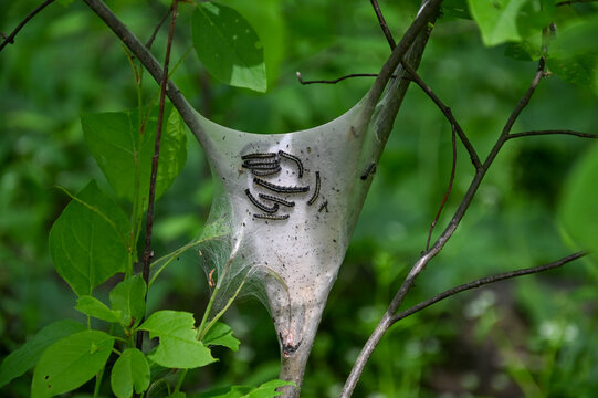 gypsy moths in web silk sack crawling around it between tree limbs catapillars