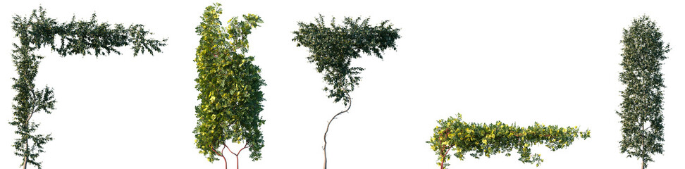 Set of Trachelospermum jasminoides and Rosa xanthina blossoming frontal isolated png on a transparent background perfectly cutout © Viktoria