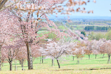 中札内村の桜 © makieni