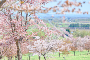 中札内村の桜 © makieni