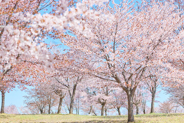 中札内村の桜 © makieni