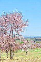 中札内村の桜 © makieni