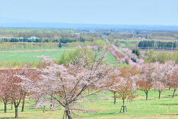 中札内村の桜 © makieni