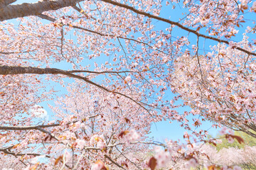 中札内村の桜 © makieni