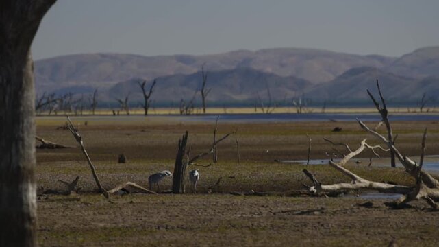 Brolga Cranes feeding mudflat - coastal  wetlands of lake Argyle