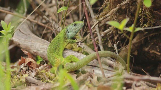 European green lizard (Lacerta viridis) curled on old wood in forest floor habitat with strong wind moving grass