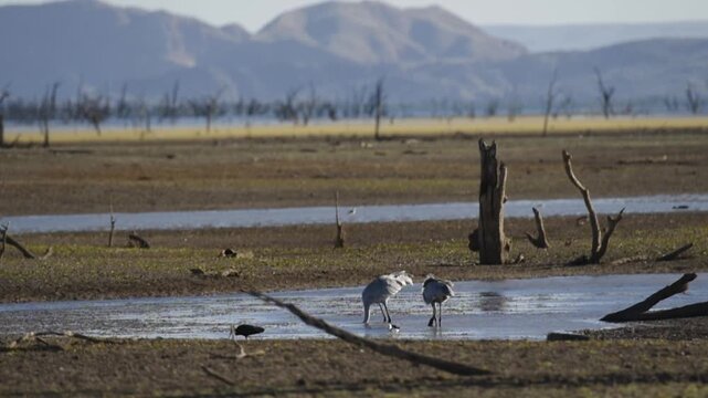 Brolga cranes feeding in a mudflat - coastal  wetlands of lake Argyle - Western Australia