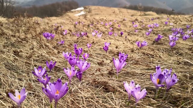 Massive bloom of purple crocus flowers on Dragobrat in Carpathian mountains, Ukraine. Beautiful spring landscape with Mount Bliznitsa in the background and white snow melting on a mountain meadow.