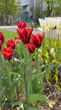 Dolly out shot from red and white tulips to fringed yellow tulips