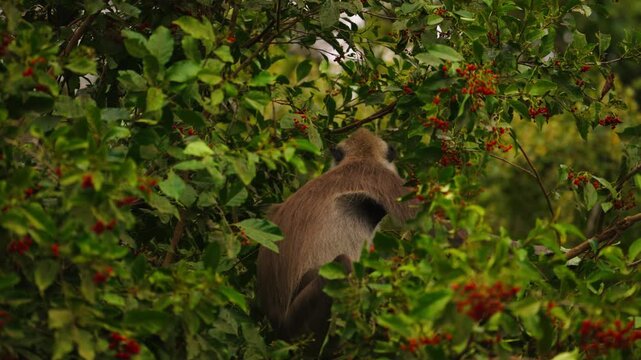 Tufted gray langur sitting in dense green bushes in Udawalawe