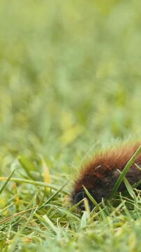 Shaggy caterpillar moving in fresh green grass