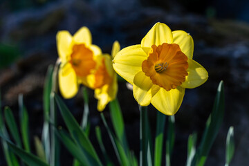 Obraz premium Bright yellow daffodil flower blooming in spring sunlight with a dark soft-focus garden background.