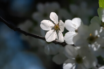 Cherry blossoms. White cherry blossoms in rays of light © Alex Puhovoy