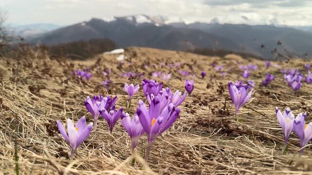 Massive bloom of purple crocus flowers on Dragobrat in Carpathian mountains, Ukraine. Beautiful spring landscape with Mount Bliznitsa in the background and white snow melting on a mountain meadow.