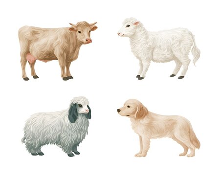 A collection of four illustrations depicting a cow, two sheep with different wool, and a golden retriever dog on a white background.