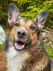 Fototapeta premium PORTRAIT, CLOSE UP: Happy wet mixed breed dog with a muddy nose and upright ears. Cute and cheerful pet after a refreshing swim in an alpine lake. Summer moment while traveling through northern Italy.