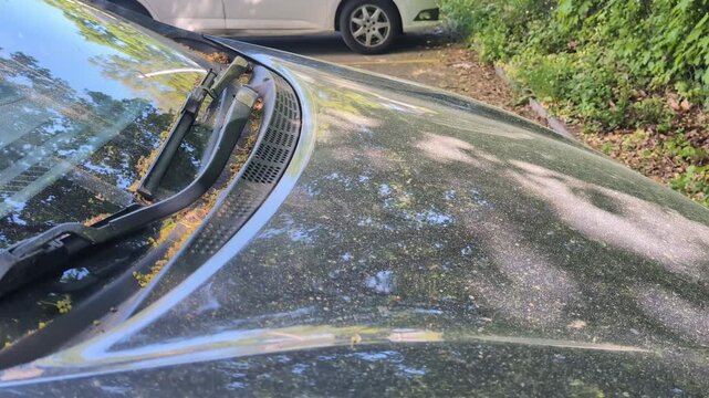 Pollen on the front of the car, spring allergy pollen dust