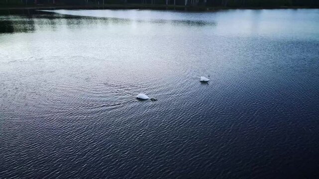 A pair of swans swim on the lake in the evening. Two white swans glide across water at dusk. Two white swans swimming peacefully on a calm lake at sunset