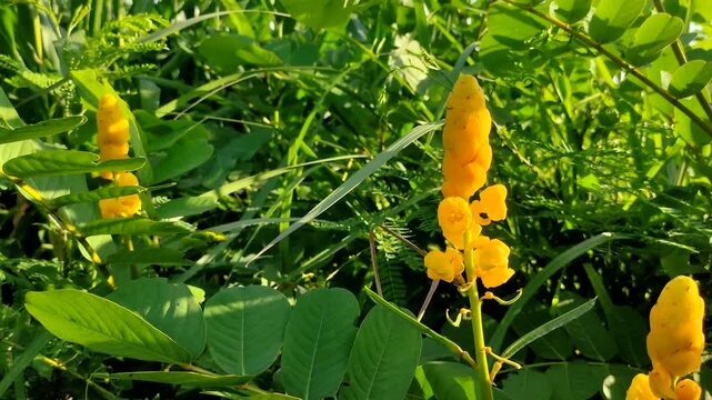 Senna alata or Candlestick Bush with vibrant yellow flowers blooming in the tropical garden. Medicinal plant known as Ketepeng cina or Emperor's Candlesticks growing in nature.