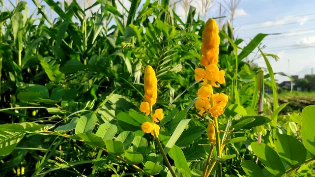 Yellow Candle Bush flower or Senna alata blooming in the field with green leaves and blue sky background, beautiful tropical plant Senna alata in nature. Medicinal plant, herbal medicine