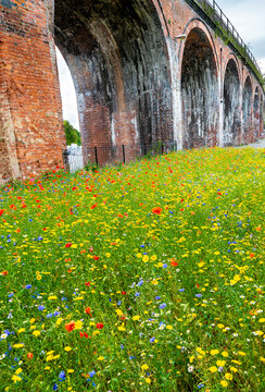 Wild summer flowers next to Worcester Railway Viaduct,on a warm summer's day,in Worcester,England,UK.