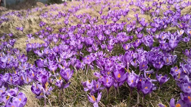 Massive bloom of purple crocus flowers on Dragobrat in Carpathian mountains, Ukraine. Beautiful spring landscape with Mount Bliznitsa in the background and white snow melting on a mountain meadow.