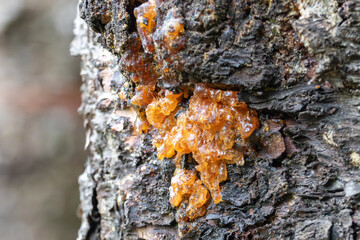 Macro detail of viscous golden pine resin sap flowing down rough bark. Natural light and sharp focus. © niltonemaia