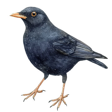 Blackbird, watercolor painting vector, isolated on a white background.