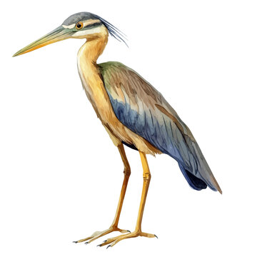 Bittern, watercolor painting vector, isolated on a white background.