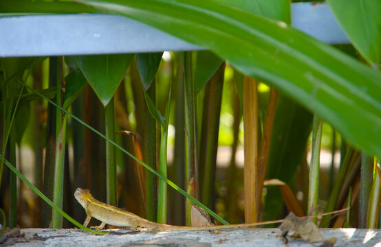 Oriental garden lizard resting on a fence with a blurred green grass background