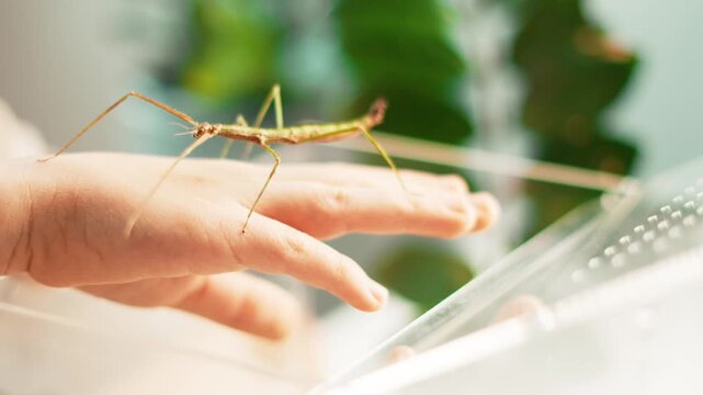 Macro view of phasmid insect standing on young girl hand near clear enclosure. Safe contact with fascinating creature inspires science interest, wildlife discovery and modern home education activity.