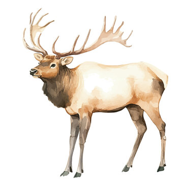 watercolor vector of Elk, isolated on a white background.