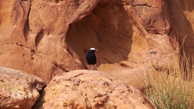 White-crowned wheatear perched on sandstone rock formations in the arid desert of AlUla, Saudi Arabia, highlighting resilient wildlife in a harsh environment, Oenanthe leucopyga species