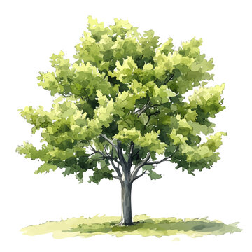 Sassafras Tree, watercolor painting vector, isolated on a white background.