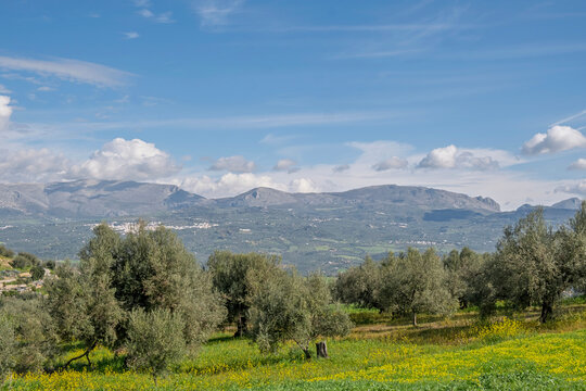 Olivenb&auml;ume bei Vinuela, Andalusien