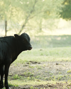 Black calf cow closeup in vertical view, standing in Texas farm field during spring season, beef in agriculture concept with copy space on background.