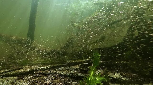 Traveling underwater shot through thousands of newly hatched largemouth bass - Micropterus salmoides - fry among branches in Parentis Lake, France.