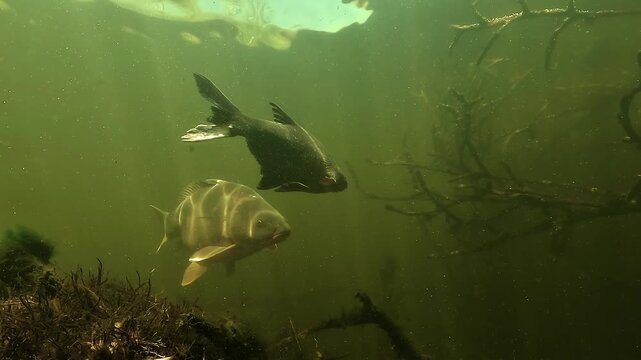 A carp - Cyprinus carpio - crosses paths with a bream - Abramis brama - among submerged branches in a calm freshwater habitat.
