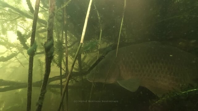 A gravid carp - Cyprinus carpio - rubs against a wels catfish - Silurus glanis - showing close freshwater coexistence between these large fish.